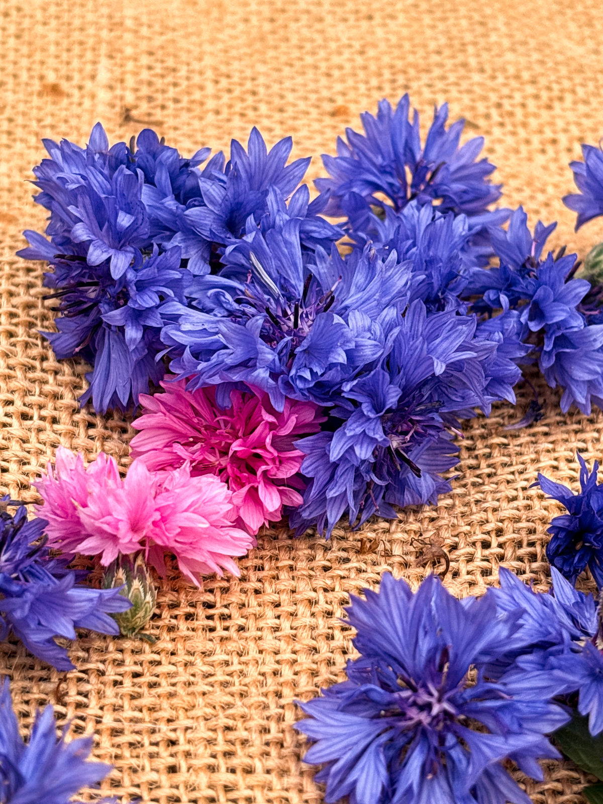 Centaurea