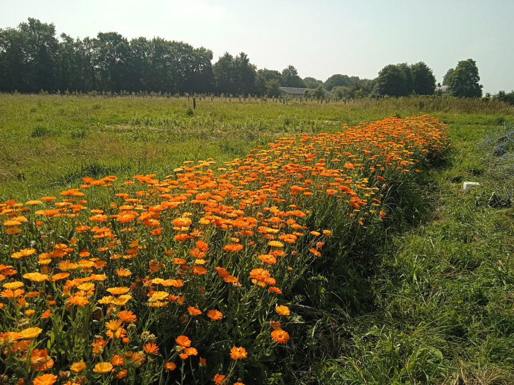 Caresse, liniment aux fleurs de Calendula